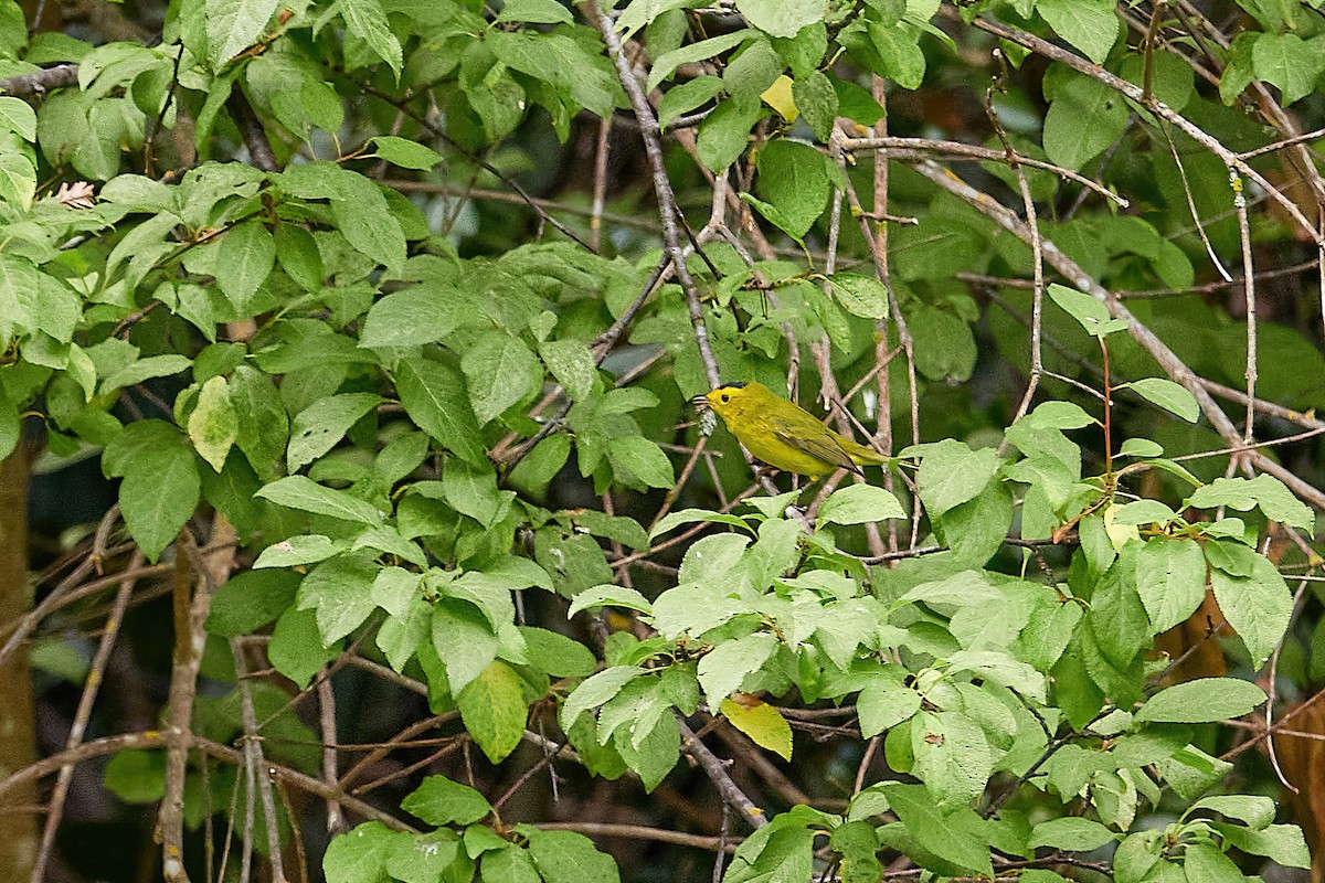 Wilson's Warbler - ML622633783