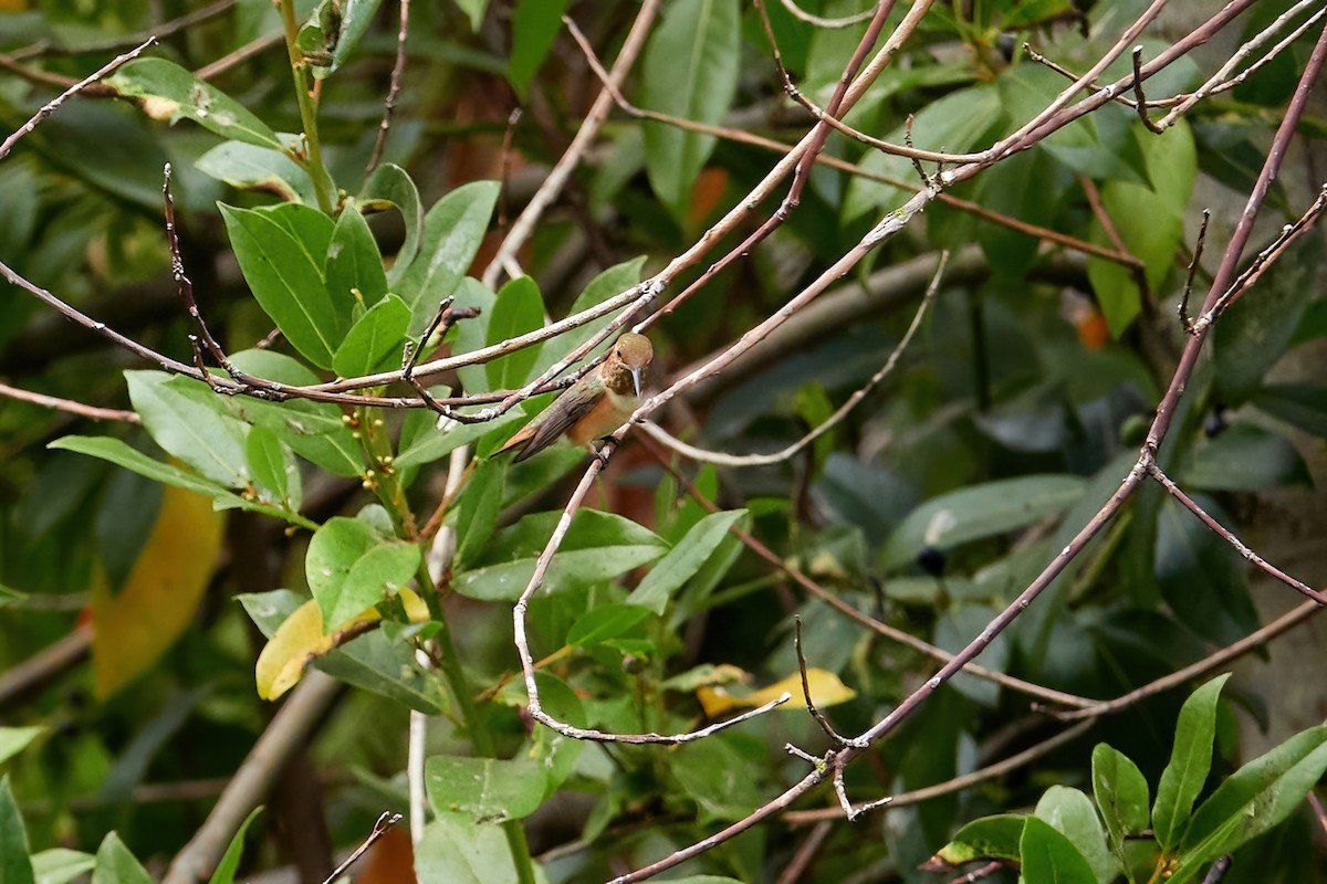 Rufous/Allen's Hummingbird - ML622633814