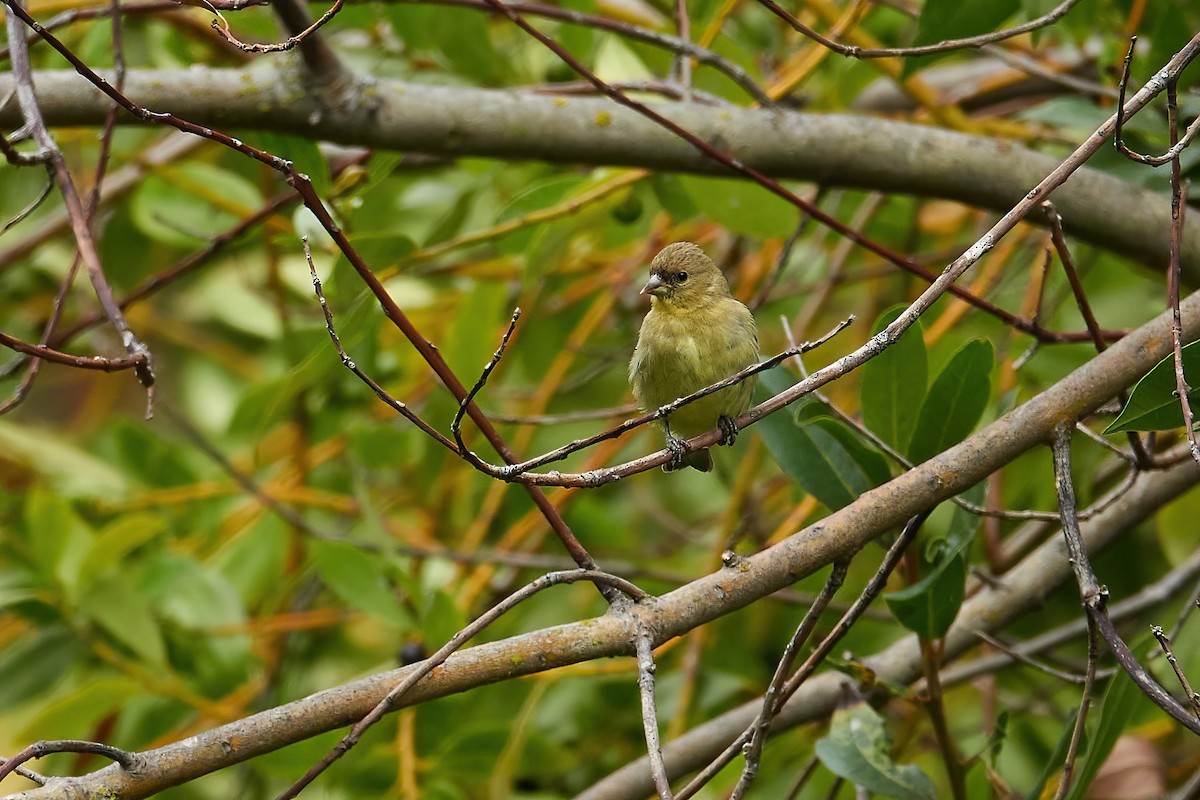 Lesser Goldfinch - ML622633852