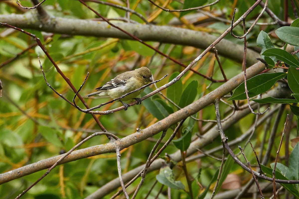 Lesser Goldfinch - ML622633853