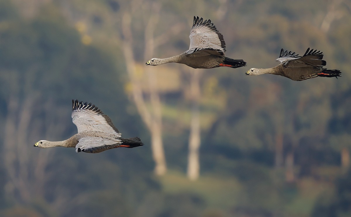 Cape Barren Goose - ML622633901