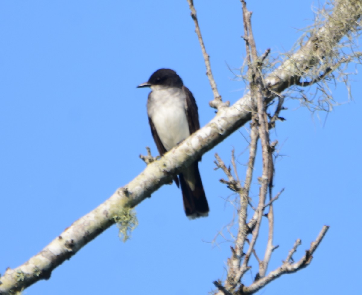 Eastern Kingbird - ML622633986