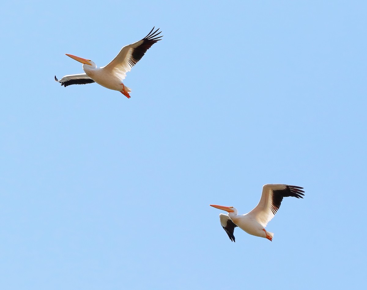 American White Pelican - ML622634015