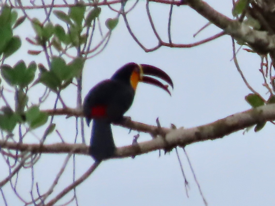 Channel-billed Toucan (Ariel) - Susan Cole