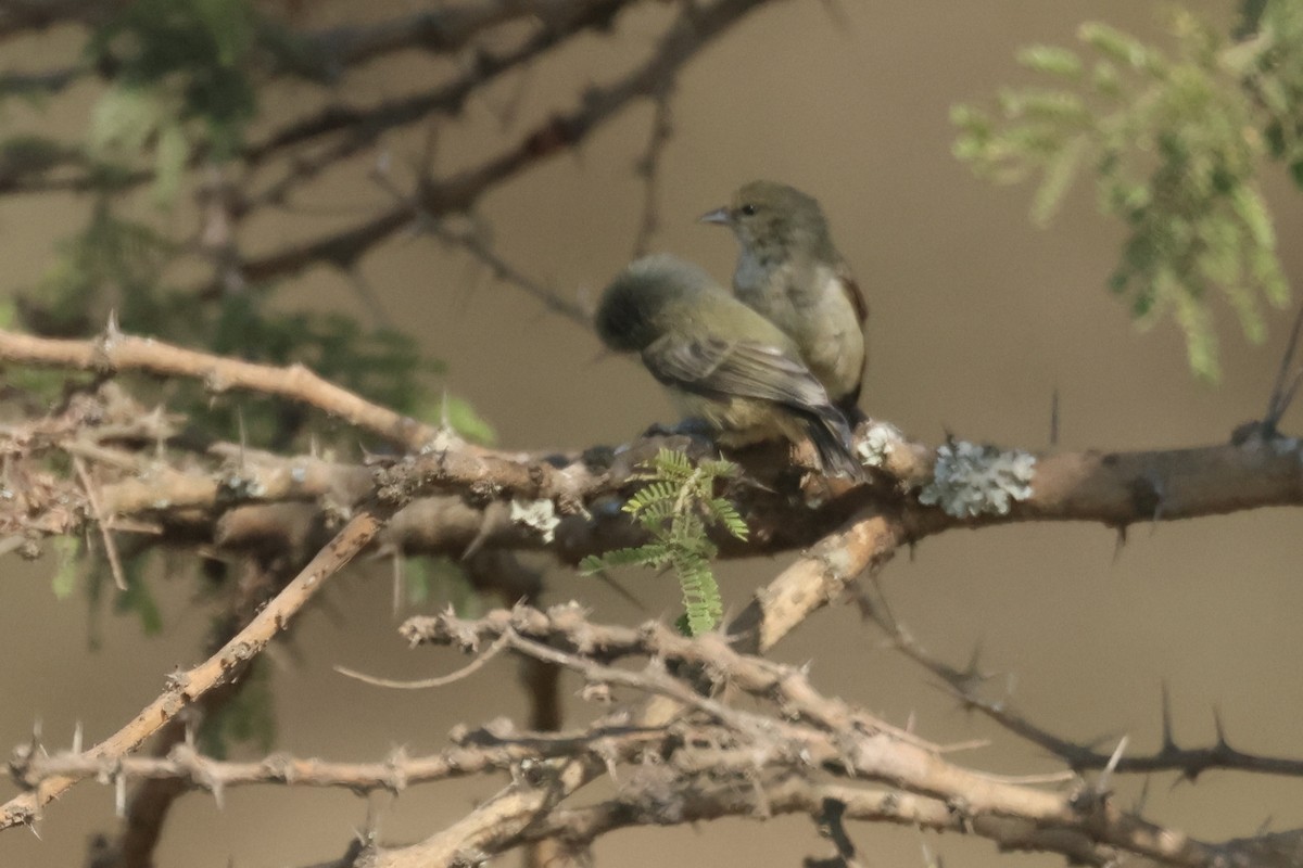 African Penduline-Tit - ML622634103