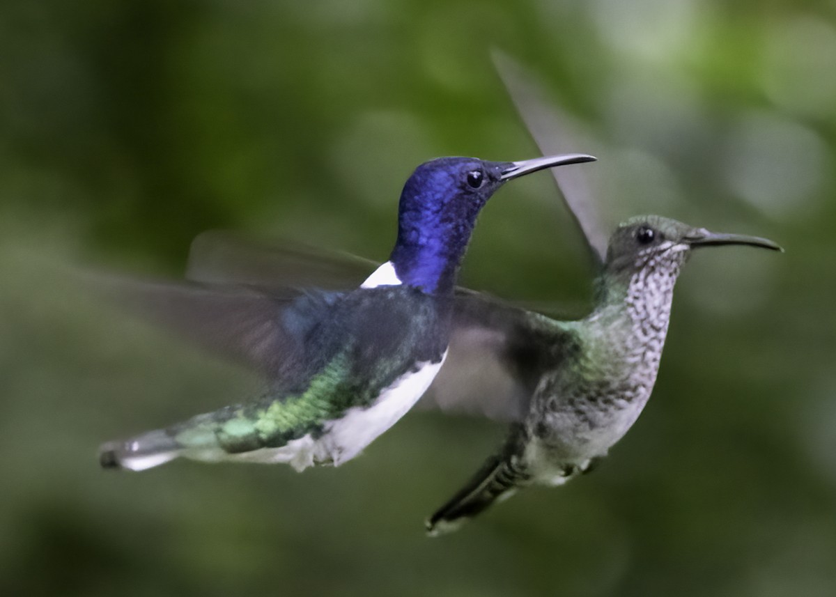 White-necked Jacobin - ML622634239