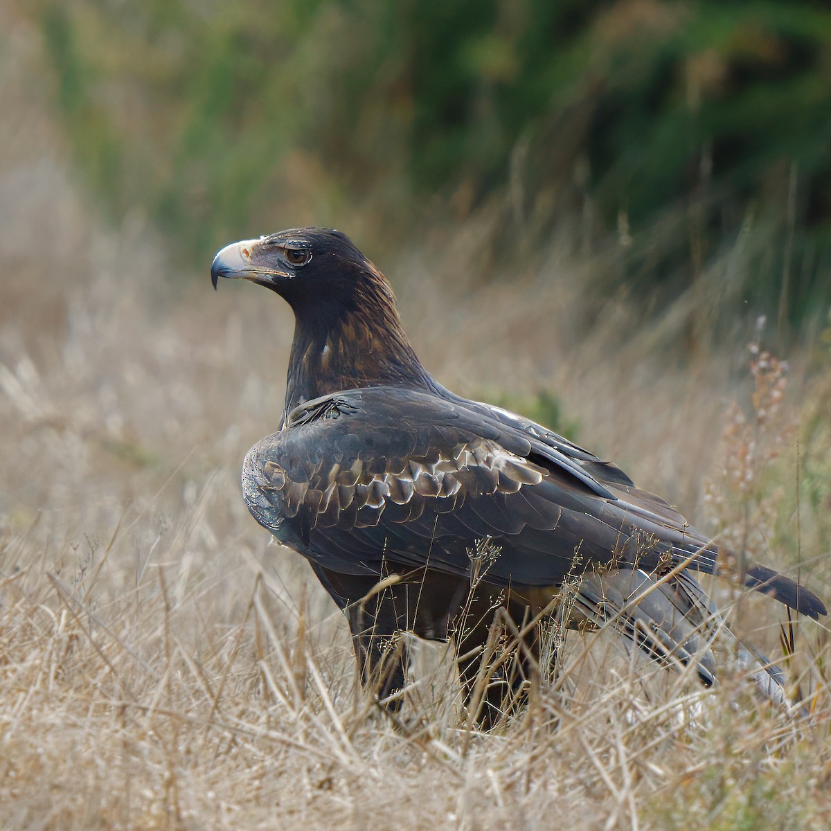 Wedge-tailed Eagle - ML622634250