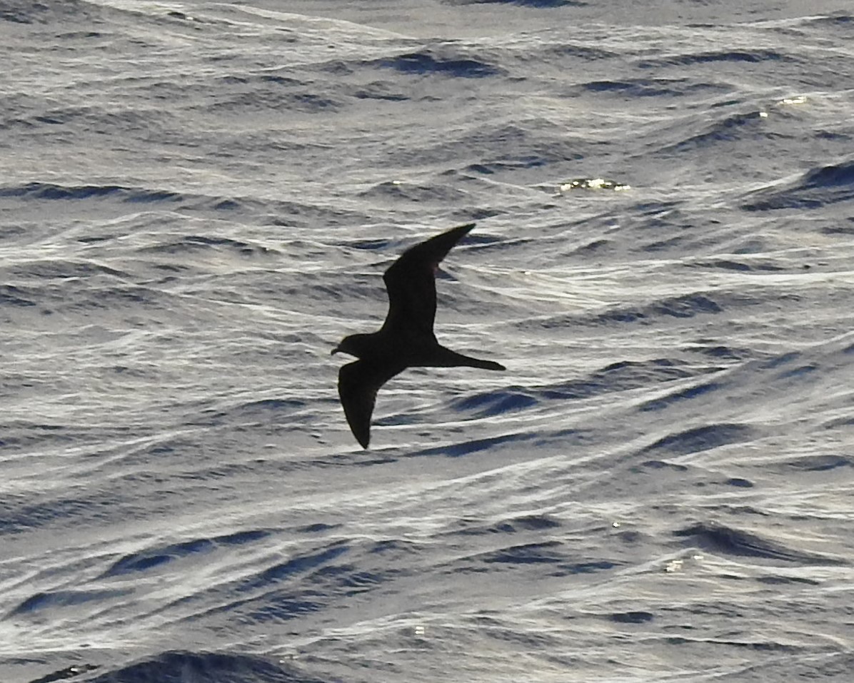 Bulwer's Petrel - Ana Paula Alminhana Maciel