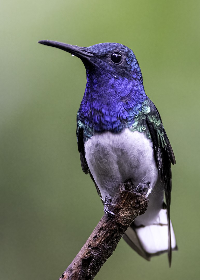 White-necked Jacobin - ML622634296