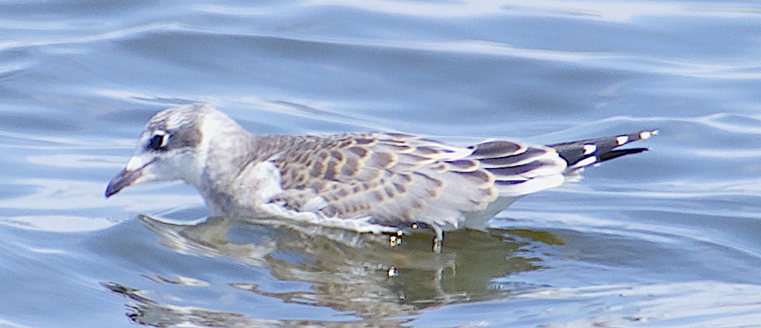 Mouette de Franklin - ML622634331