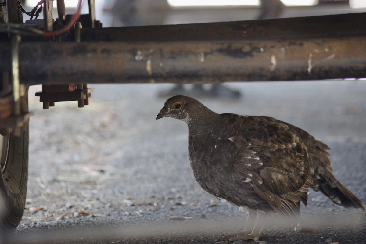 Sooty Grouse - ML622634334