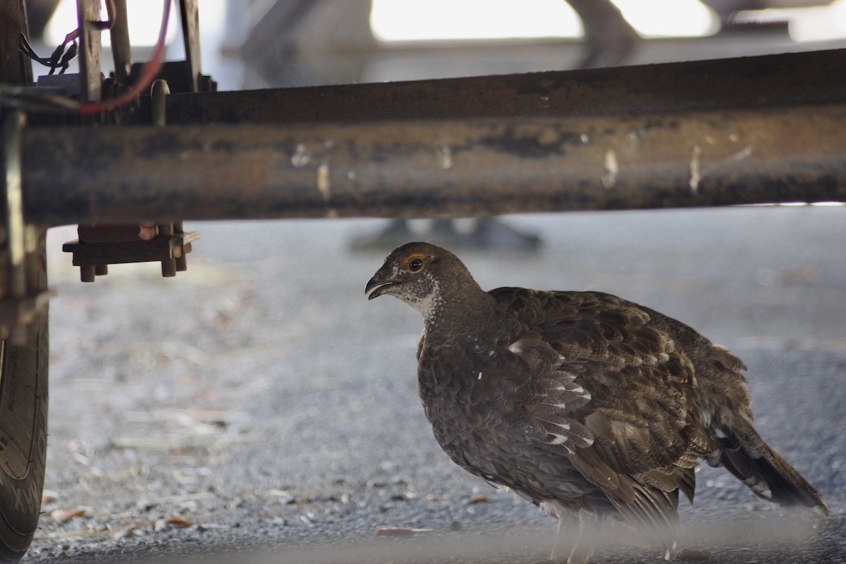 Sooty Grouse - ML622634335