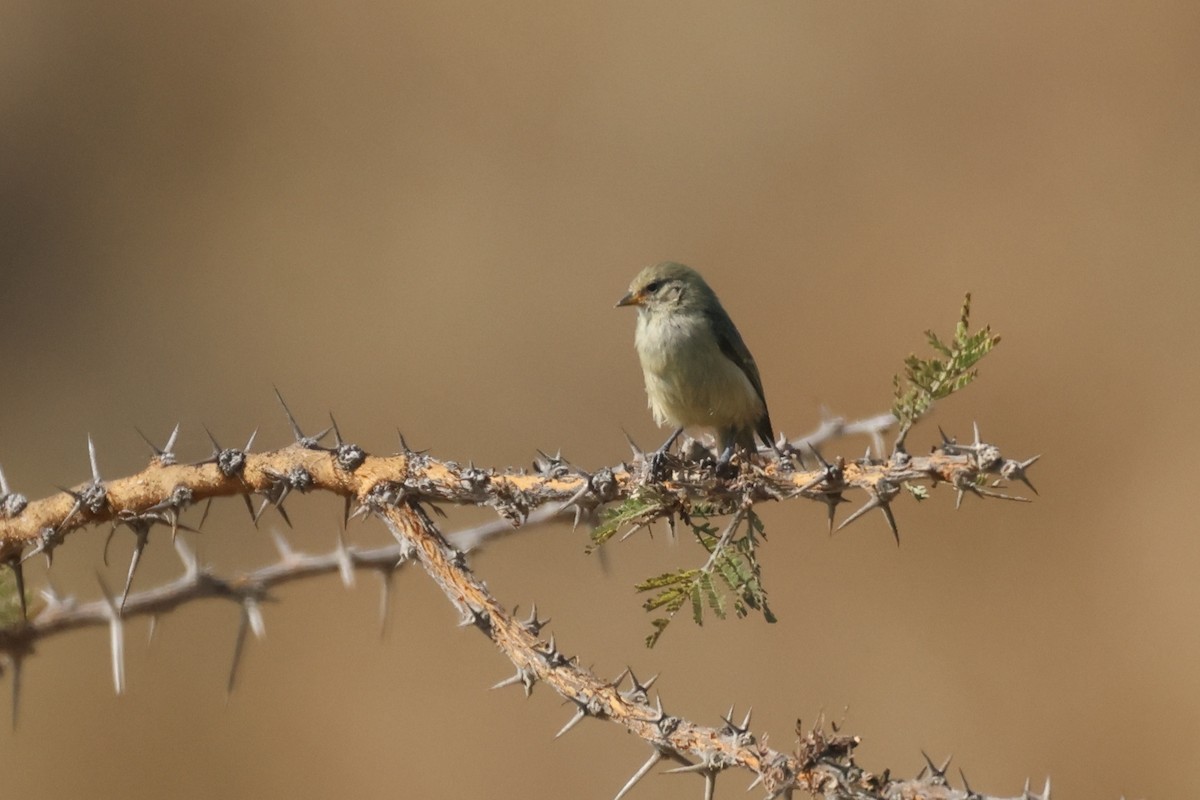 African Penduline-Tit - ML622634355