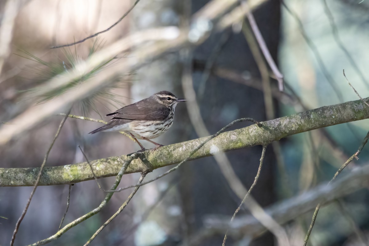 Northern Waterthrush - Kalpesh Krishna