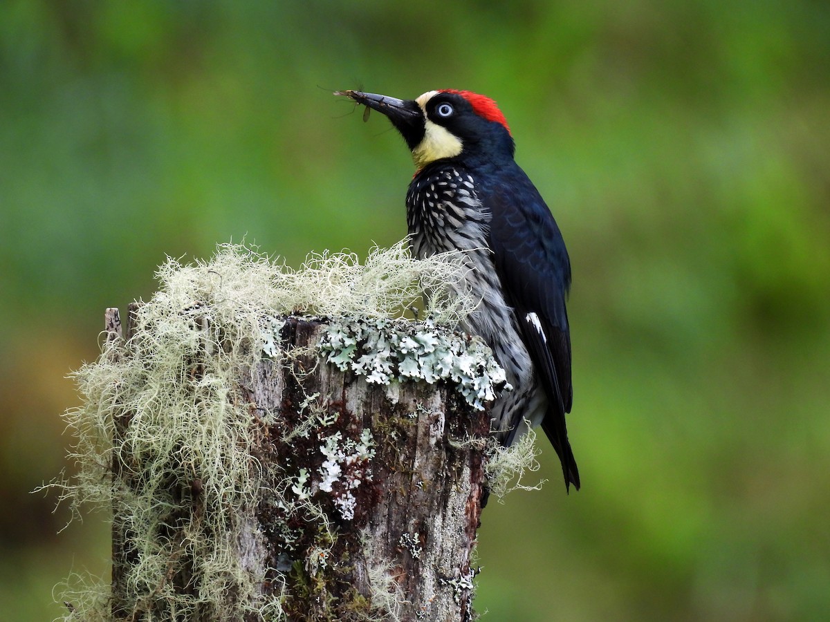 Acorn Woodpecker - ML622634420