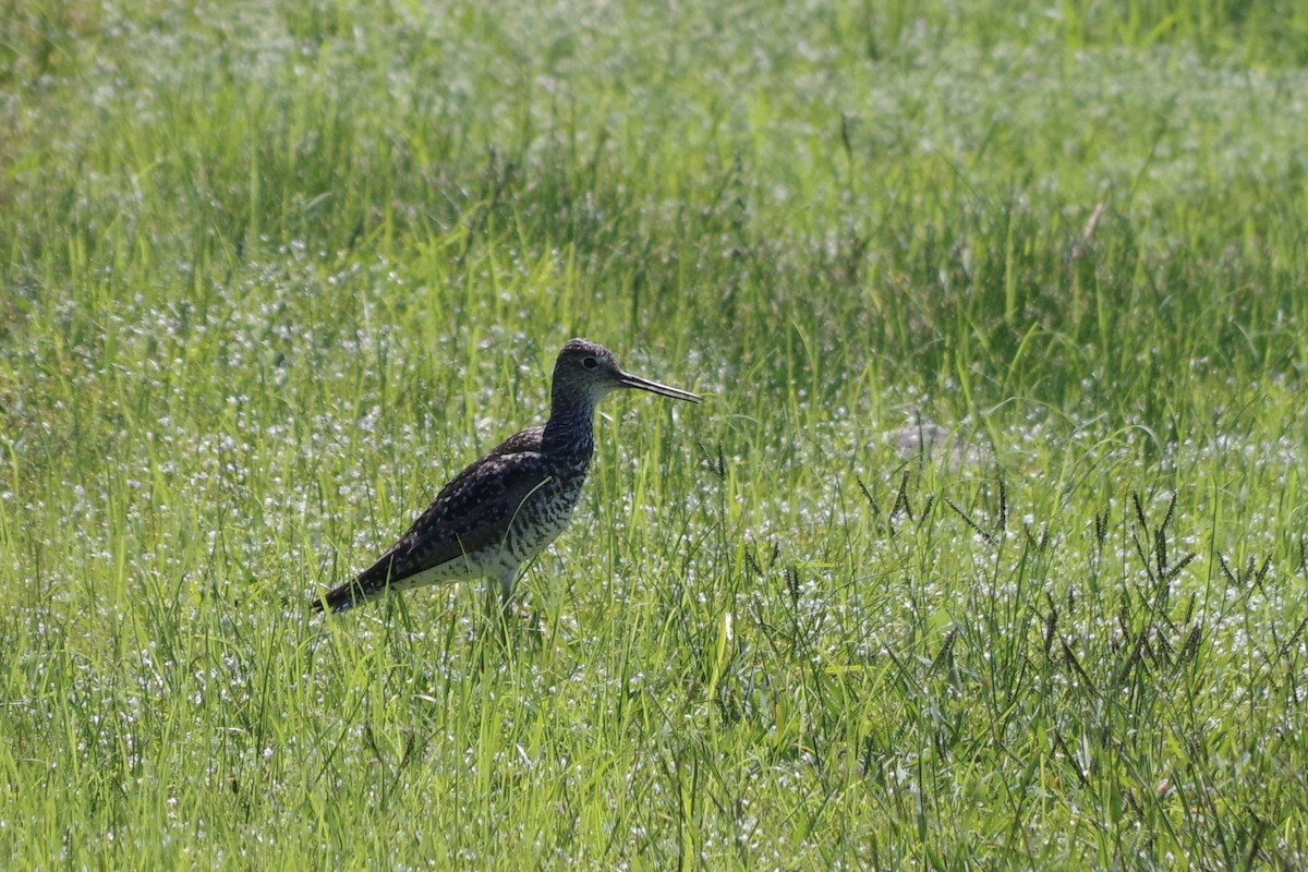 Greater Yellowlegs - ML622634427