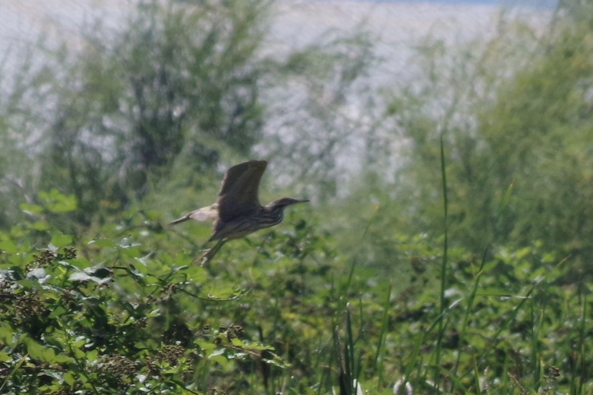 American Bittern - Alex Patia