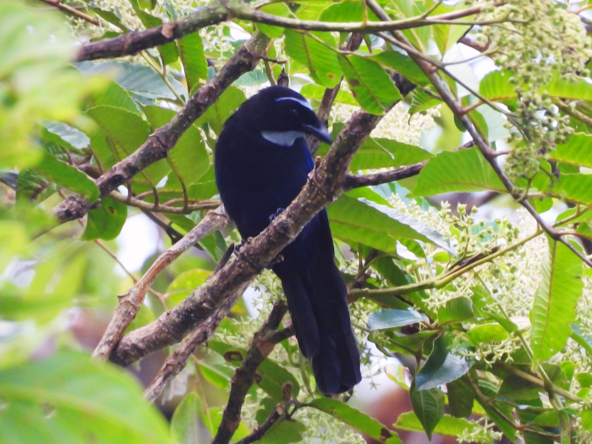 Silvery-throated Jay - ML622634439