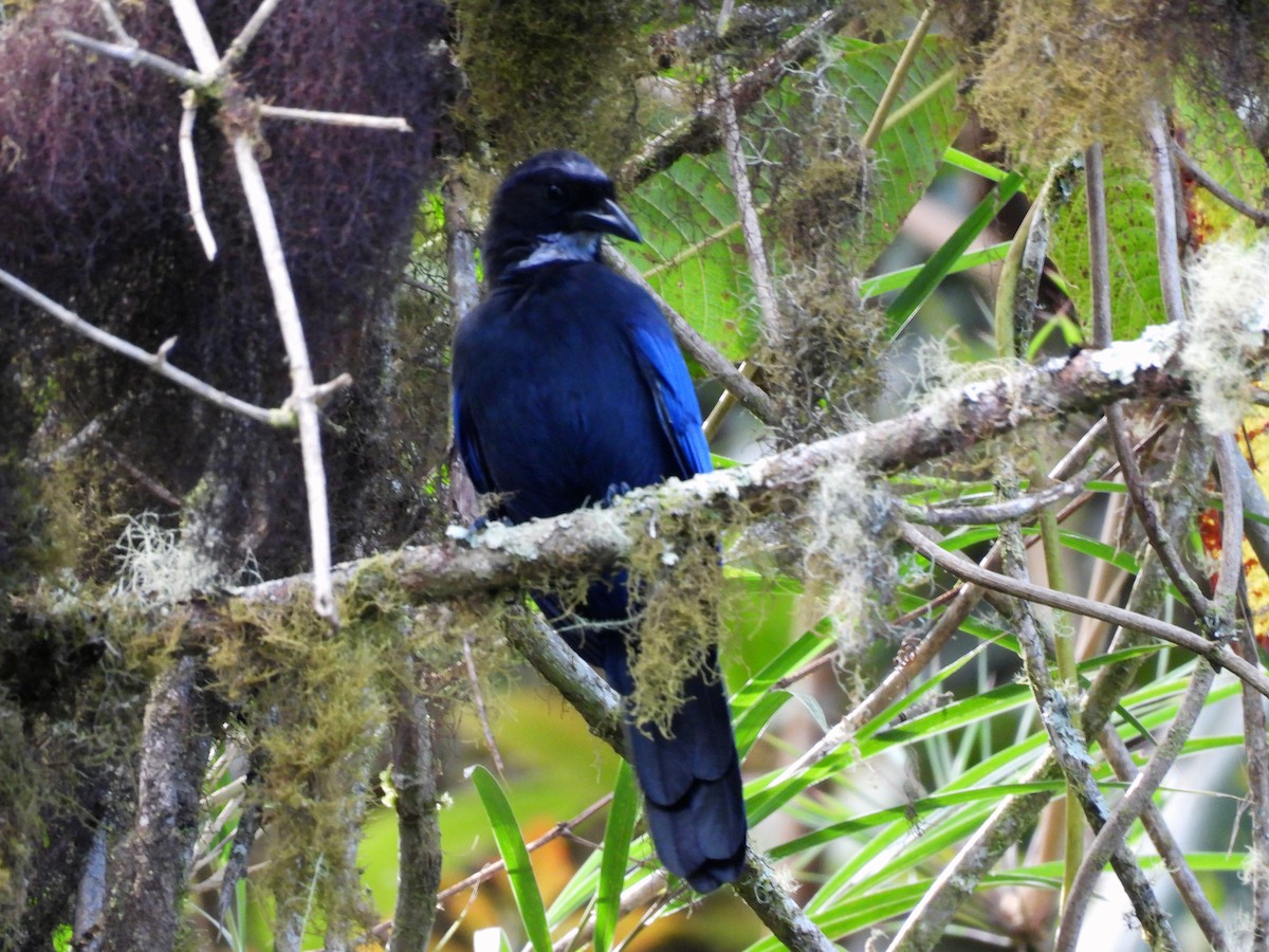 Silvery-throated Jay - ML622634441