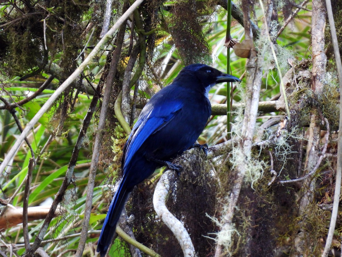 Silvery-throated Jay - ML622634442