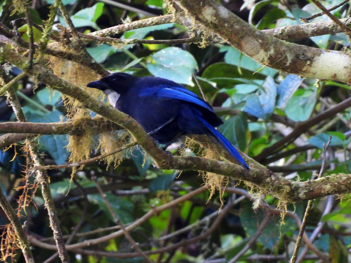 Silvery-throated Jay - ML622634446