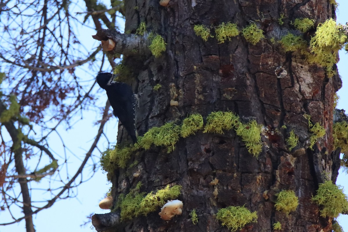 Black-backed Woodpecker - Vicky Atkinson