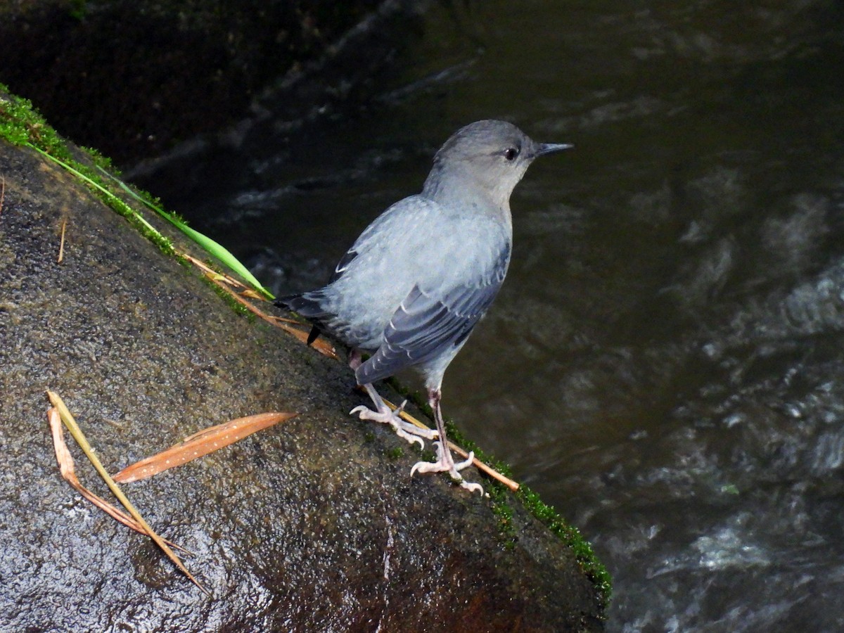 American Dipper - ML622634458