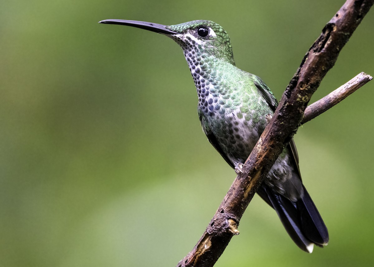 White-necked Jacobin - ML622634463