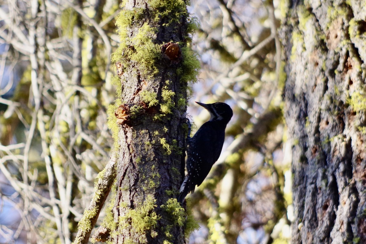 Black-backed Woodpecker - ML622634464