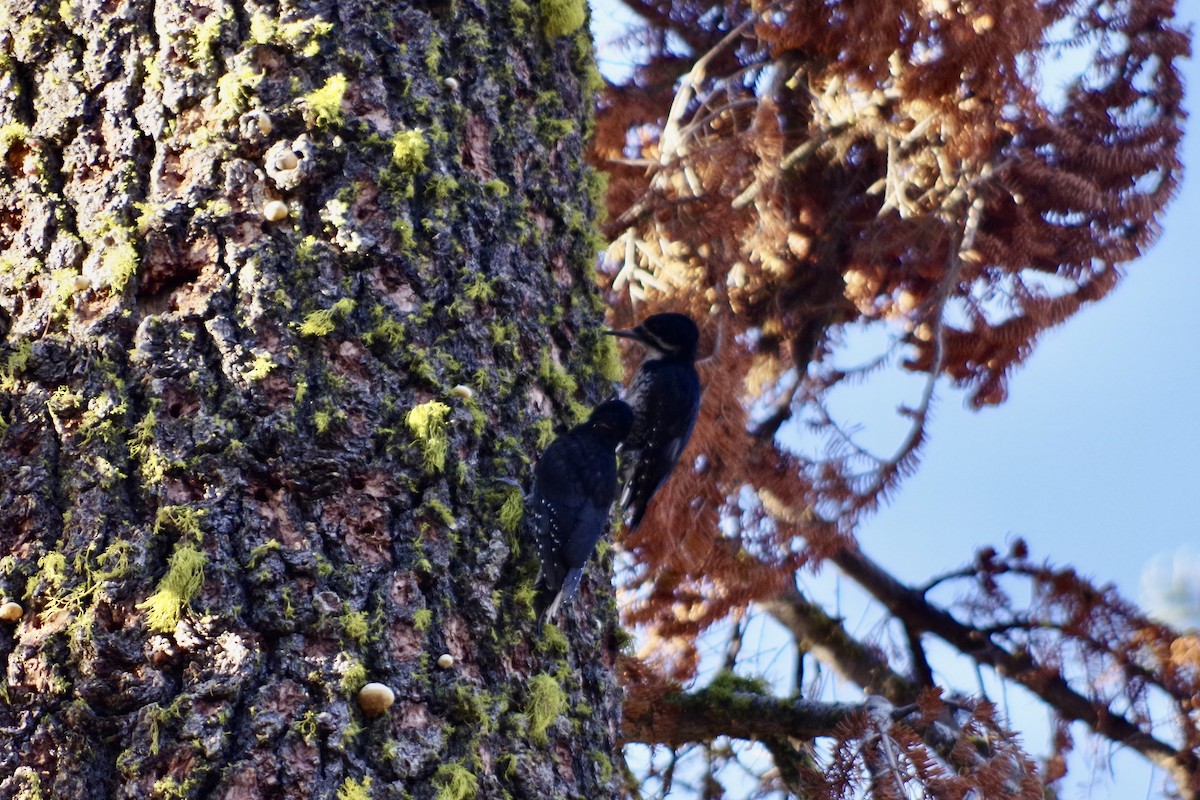 Black-backed Woodpecker - ML622634465