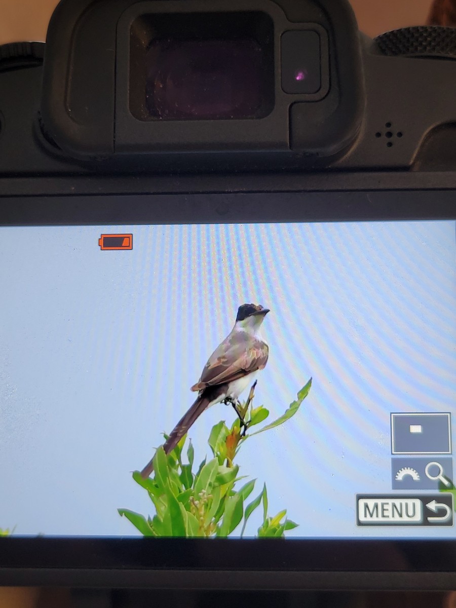 Fork-tailed Flycatcher - ML622634468