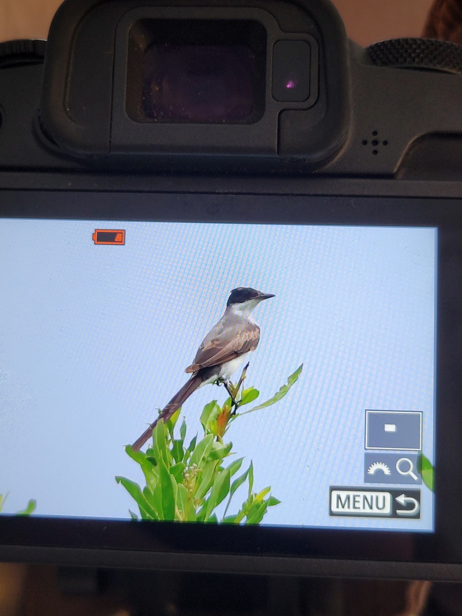 Fork-tailed Flycatcher - ML622634469