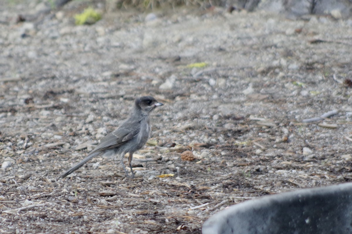 Canada Jay - ML622634470