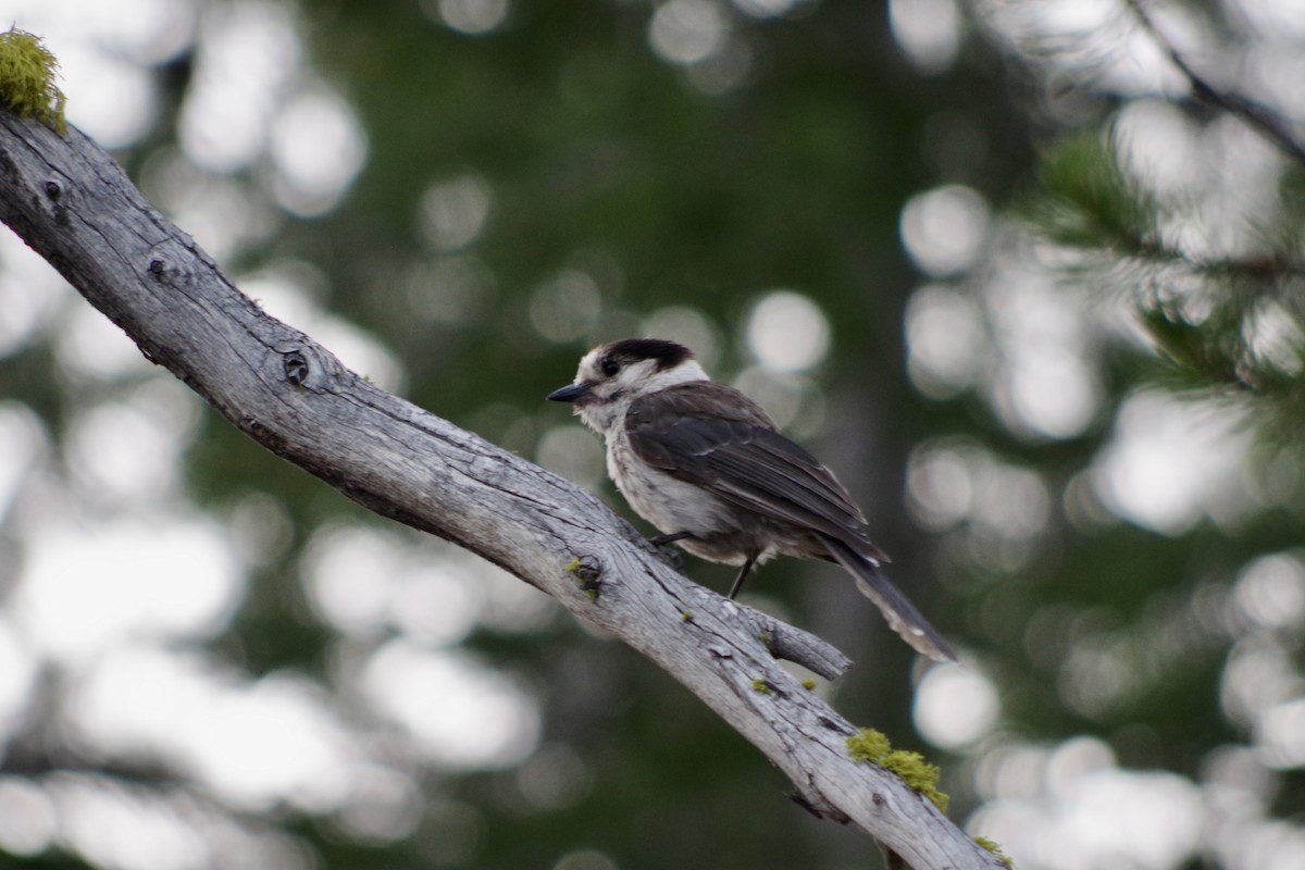 Canada Jay - ML622634471