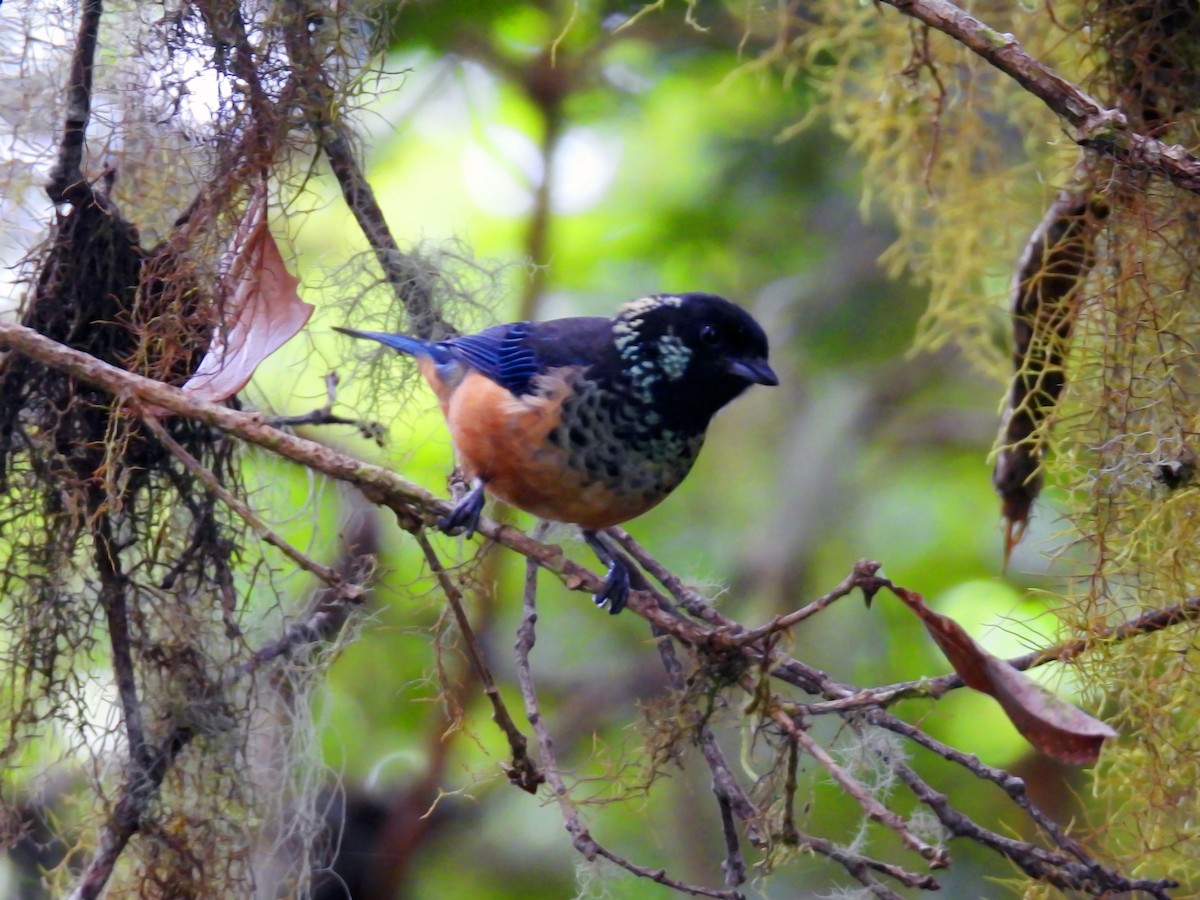 Spangle-cheeked Tanager - ML622634474