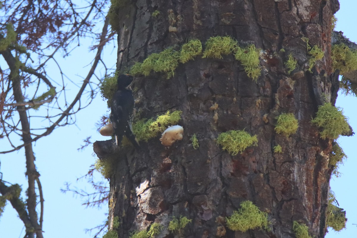 Black-backed Woodpecker - ML622634563