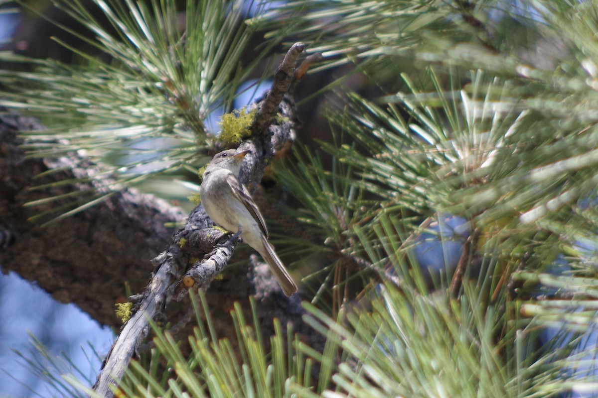 Gray Flycatcher - ML622634595