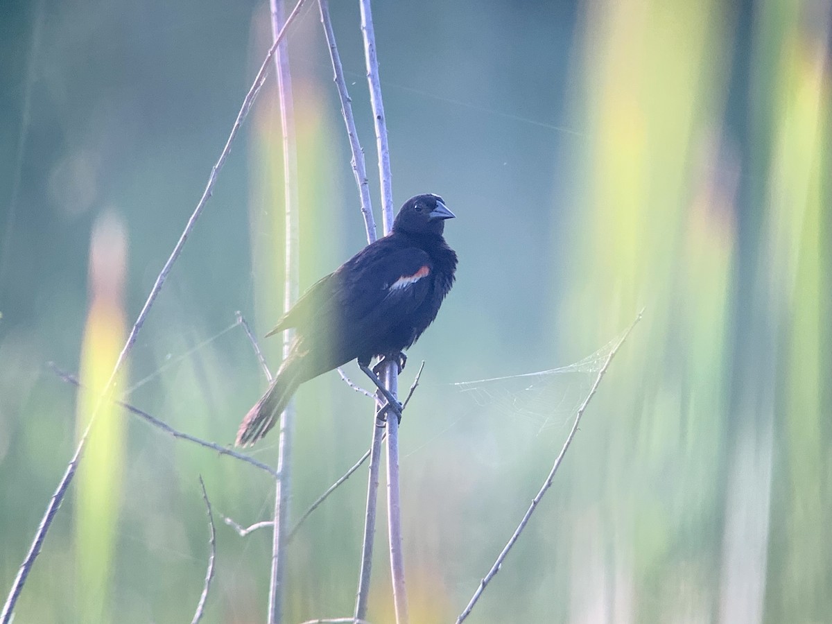 Red-shouldered Blackbird - ML622634697