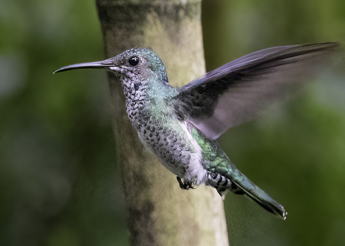 White-necked Jacobin - ML622634714