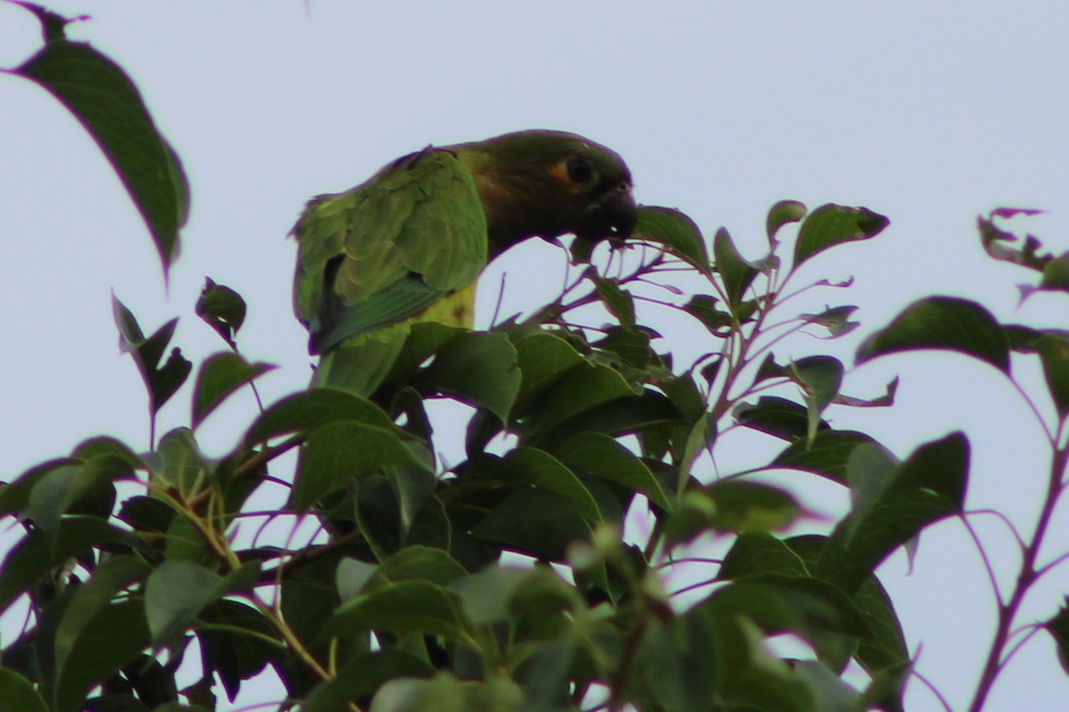 Conure cuivrée (ocularis) - ML622634777