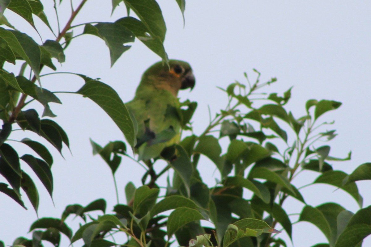 Conure cuivrée (ocularis) - ML622634778