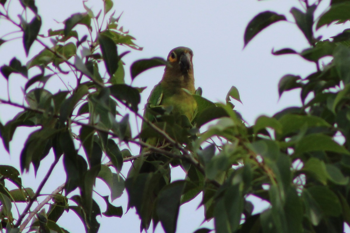 Conure cuivrée (ocularis) - ML622634779