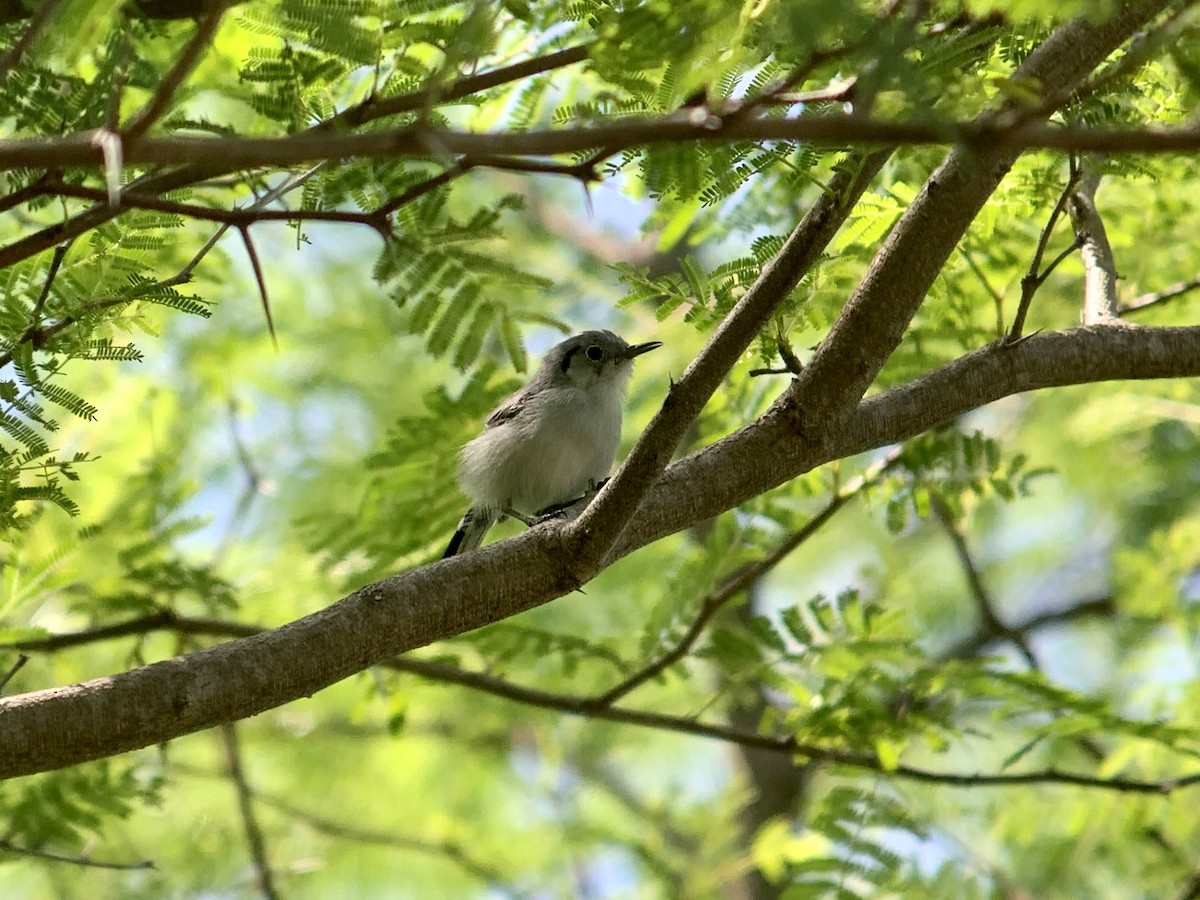 Cuban Gnatcatcher - ML622634813