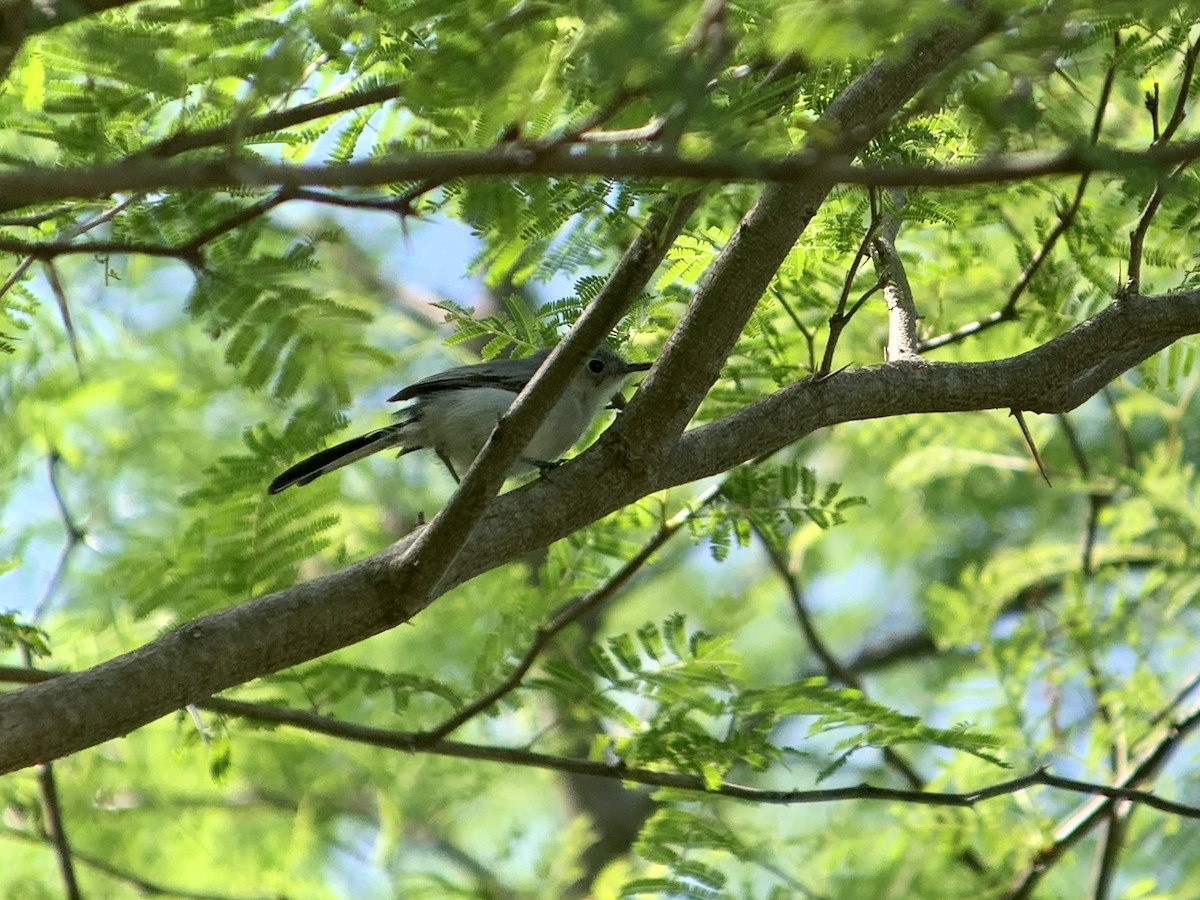 Cuban Gnatcatcher - ML622634814