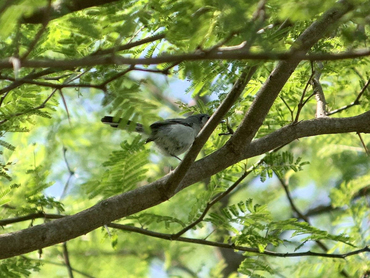 Cuban Gnatcatcher - ML622634815