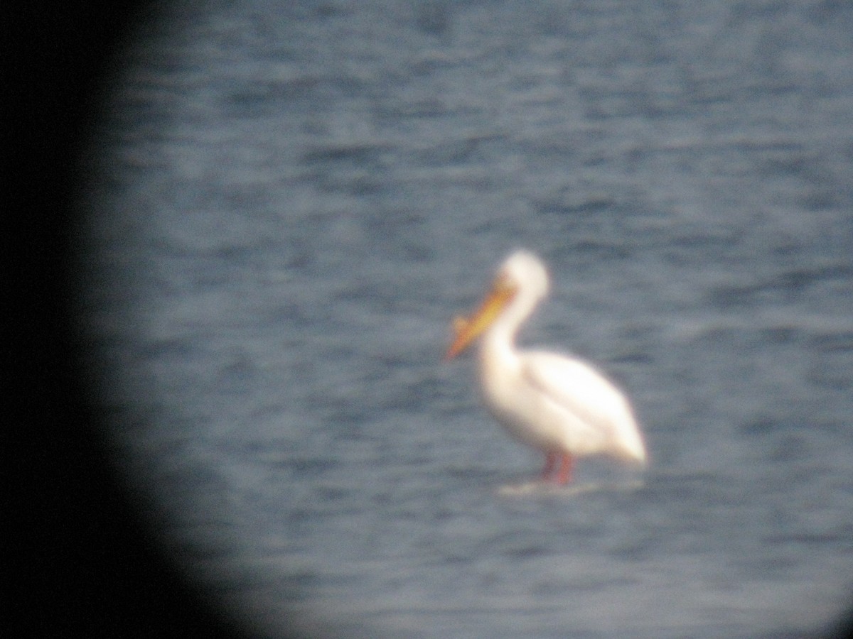 American White Pelican - ML62263501