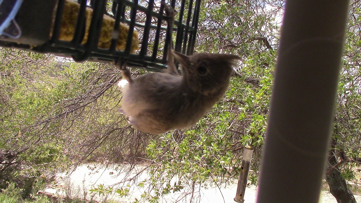 Juniper Titmouse - ML622635133