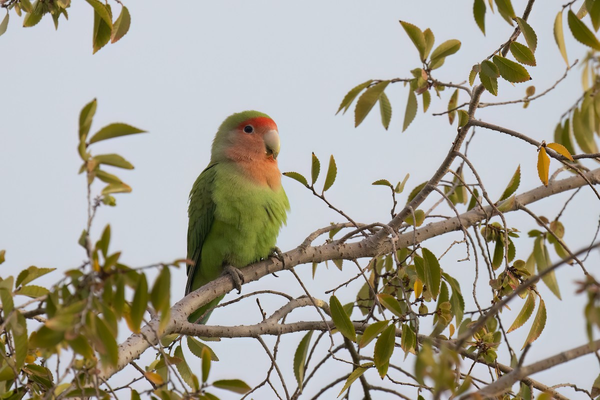 Rosy-faced Lovebird - Kalpesh Krishna