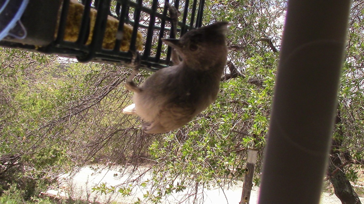 Juniper Titmouse - ML622635152