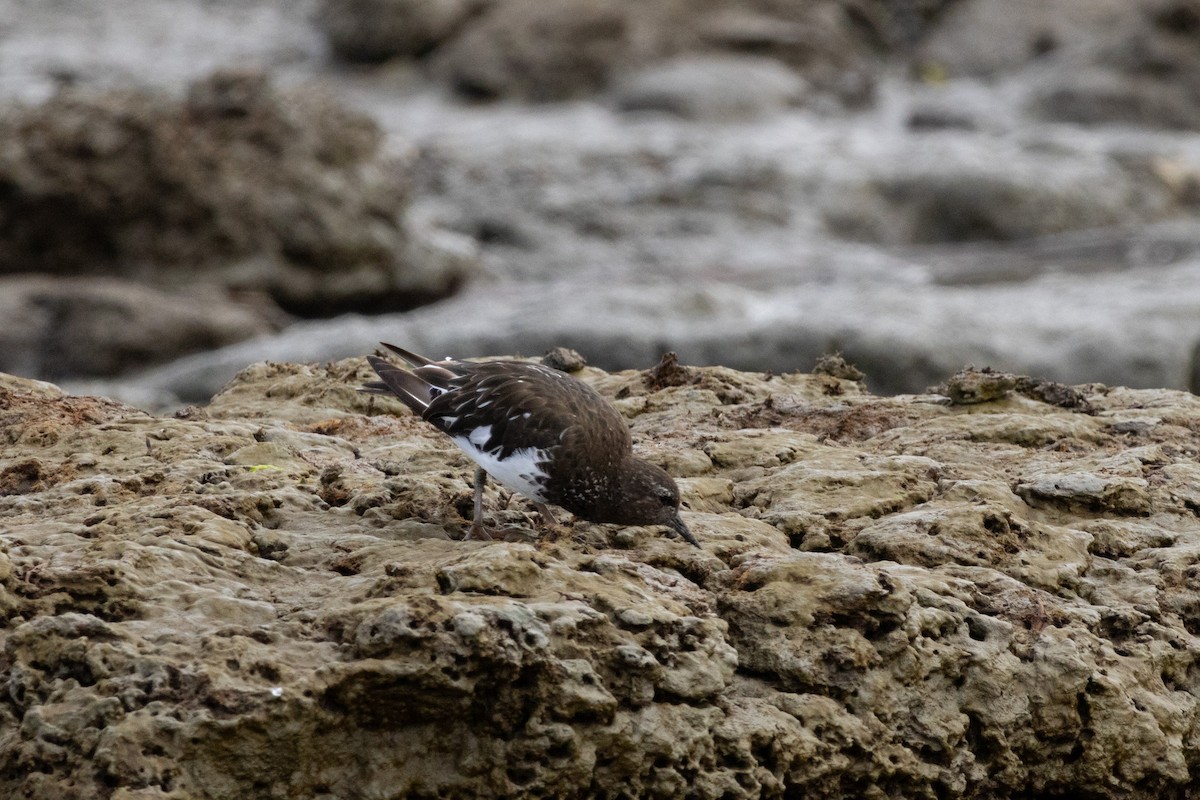 Black Turnstone - ML622635199